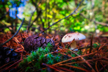 Waldpilz - High quality photo - Mushroom in the Forest  - Photo Wallpaper