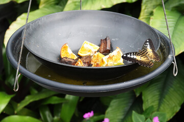 Papilio those in a tropical butterfly garden