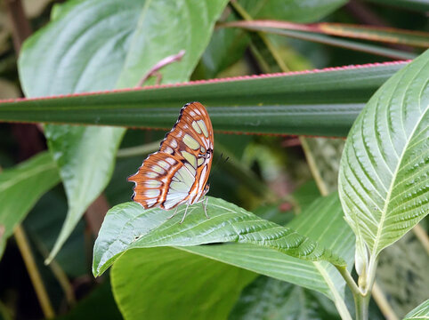 Milkweed butterfly in a tropical butterfly garden