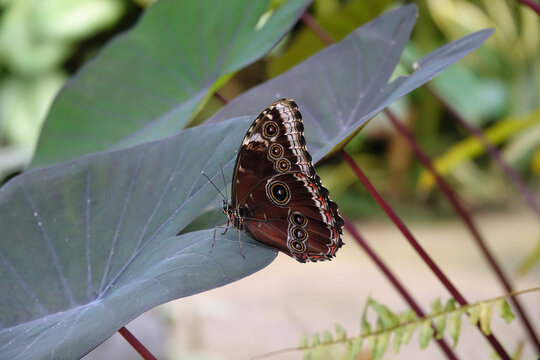 Morphopeleides in a tropical butterfly garden