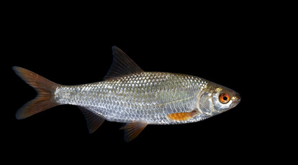 The roach, or rutilus roach (Rutilus rutilus), also known as the common roach