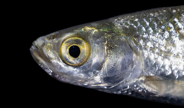 The common bleak (Alburnus alburnus) - a small freshwater coarse fish of the cyprinid family