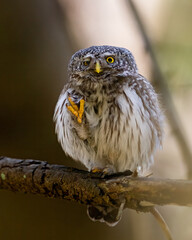 Eurasian pygmy owl waving