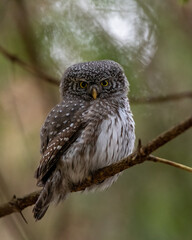 Eurasian pygmy owl in the forest scenery