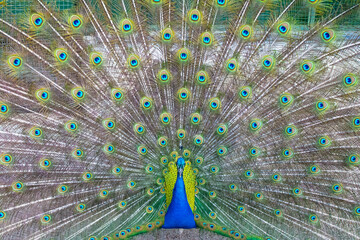 Peacock bird in spanish park
