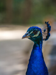 Fototapeta premium Peacock bird in spanish park