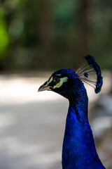 Peacock bird in spanish park