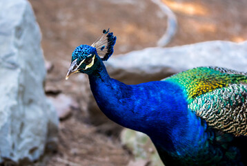 Peacock bird in spanish park