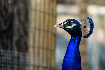 Peacock bird in spanish park