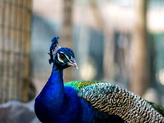 Peacock bird in spanish park