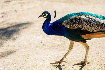 Peacock bird in spanish park