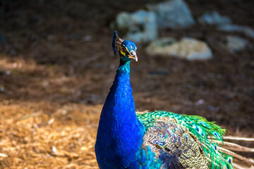 Peacock bird in spanish park