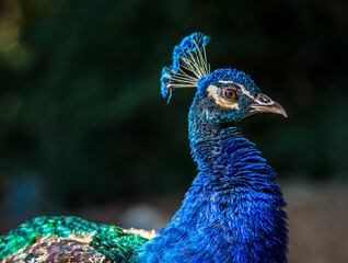 Peacock bird in spanish park