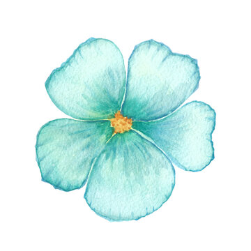 Watercolor blue flower illustration. Blue linen flower. Forger-me-not flower. Hibiscus. Single light blue flower