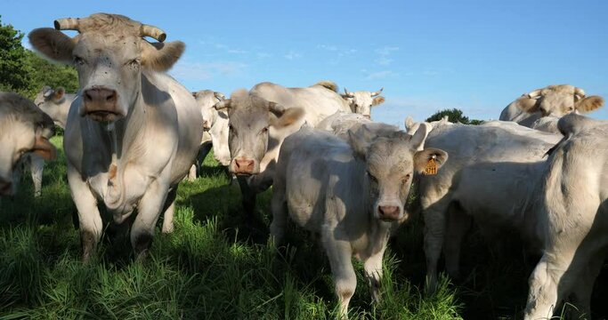 Charolais cattle. The Charolais is the second-most numerous cattle breed in France.