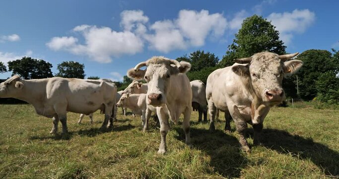 Bull Charolais cattle. The Charolais is the second-most numerous cattle breed in France.