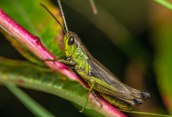 A green grasshopper climbs a red grass stalk