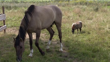 Horse grazing grass together with sheep. One horse and two sheep herd.