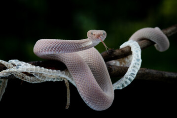 Pinkish grey mangrove pit viper Trimeresurus purpureomaculatus after shedding skin with black background