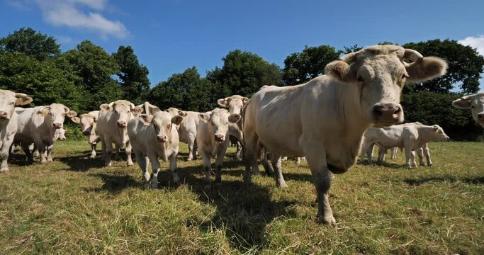 Charolais cattle. The Charolais is the second-most numerous cattle breed in France.