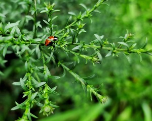 ladybug on leaf