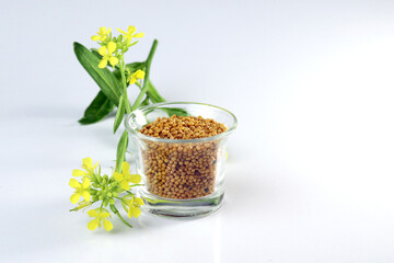 mustard seed and flower on white background. useful in cooking and external body care. Mustard seeds and mustard plants with pods and flowers