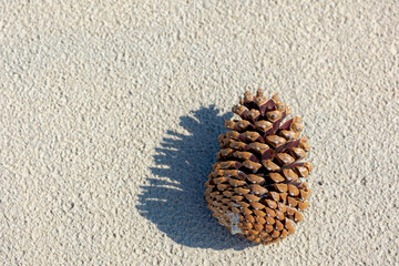 Selective focus of one single dried pine cones seed on very fine white sand beach, Big brown conifer cones with free copy space, Sand surface texture, Nature decoration background.