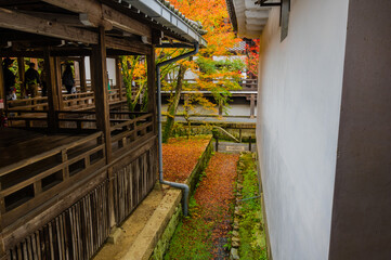 京都の紅葉