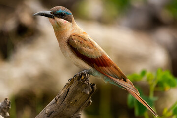 Southern carmine bee-eater - Merops nubicoides - perched with brown background at Chobe River Reserve in Botswana