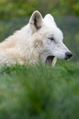 Hudson Bay wolf (subspecies of grey wolf) in captivity at Woodside Wildlife Park in Lincolnshire, UK