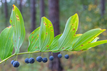 Berries of the poisonous forest plant scented Solomon's seal