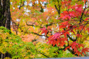 京都の秋