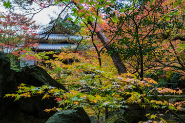 京都の秋