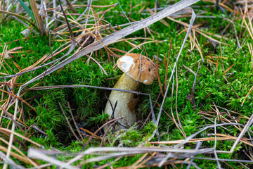 A porcini mushroom grows in the autumn forest. Ukraine