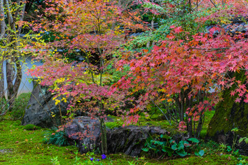京都の秋