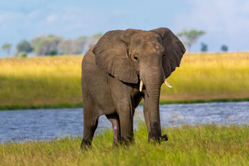 Fototapeta na wymiar African bush elephant also known as the African savanna elephant - Loxodonta africana - on meadow with Chobe river and yellow grass in background. Photo from Botswana.