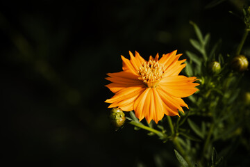 Beautiful orange cosmos flower isolated blooming in autumn or fall, Flora or blossom background