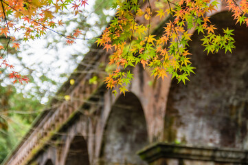 京都の紅葉