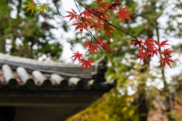 京都の紅葉