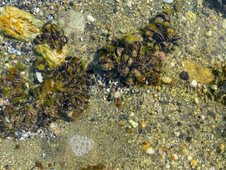 Shells and mud on the seabed of the Mediterranean Sea
