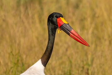 Portrait of  saddle-billed stork or saddlebill - Ephippiorhynchus senegalensis on yellow grass background. Photo from Moreni Reserve in Botswana.