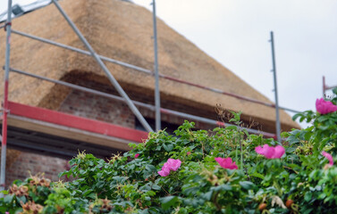 Konzept Hausbau mit Reetdach: Im Vordergrund die typisch norddeutsche Küstenvegetation mit Kartoffel-Rose, im verschwommenen Hintergrund ein frisch eingedecktes Reetdach mit Gerüst, selektiver Fokus