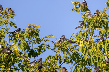 Purple Martin (progne subis) and Tree swallow (Tachycineta bicolor) they sit together in one flock on a tree during the migration to the south.