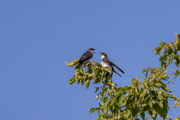 The Tree swallows (Tachycineta bicolor) on a bush during southward migration
