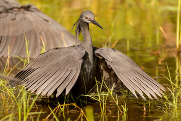 Black heron - Egretta ardesiaca - covering the water with wings with green background. Photo from...