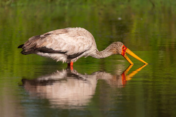 Yellow-billed stork, wood stork or wood ibis - Mycteria ibis - wading in water with open beak. Photo from Okavonga Delta in Botswana.