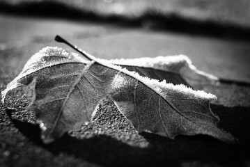 Frosted leaf frozen covered in frost.