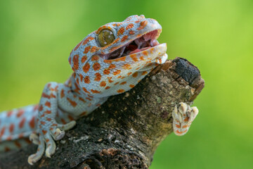 tokay gecko opening its mouth on a branch with green bokeh background - obrazy, fototapety, plakaty