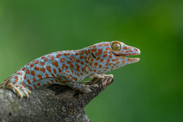 tokay gecko opening its mouth on a branch with green bokeh background