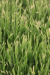 green grass texture